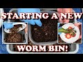 How I Start A New Worm Bin & 6 Day Check In! | Vermicompost Worm Farm