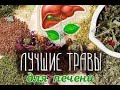 ЛУЧШЕЕ ДЛЯ ПЕЧЕНИ - ОЧЕНЬ ЭФФЕКТИВНЫЕ ТРАВЫ 20.03.2021