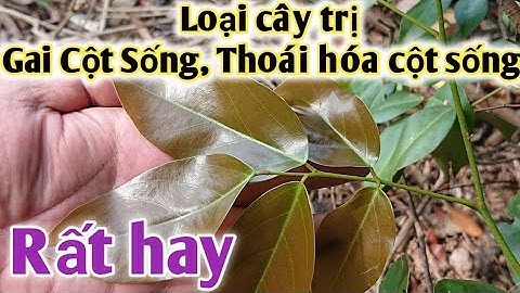 Bài thuốc trị Đau nhức cột sống, gai cột sống, vôi cột sống, thoái hóa cột sống. PHAN HẢI Channel