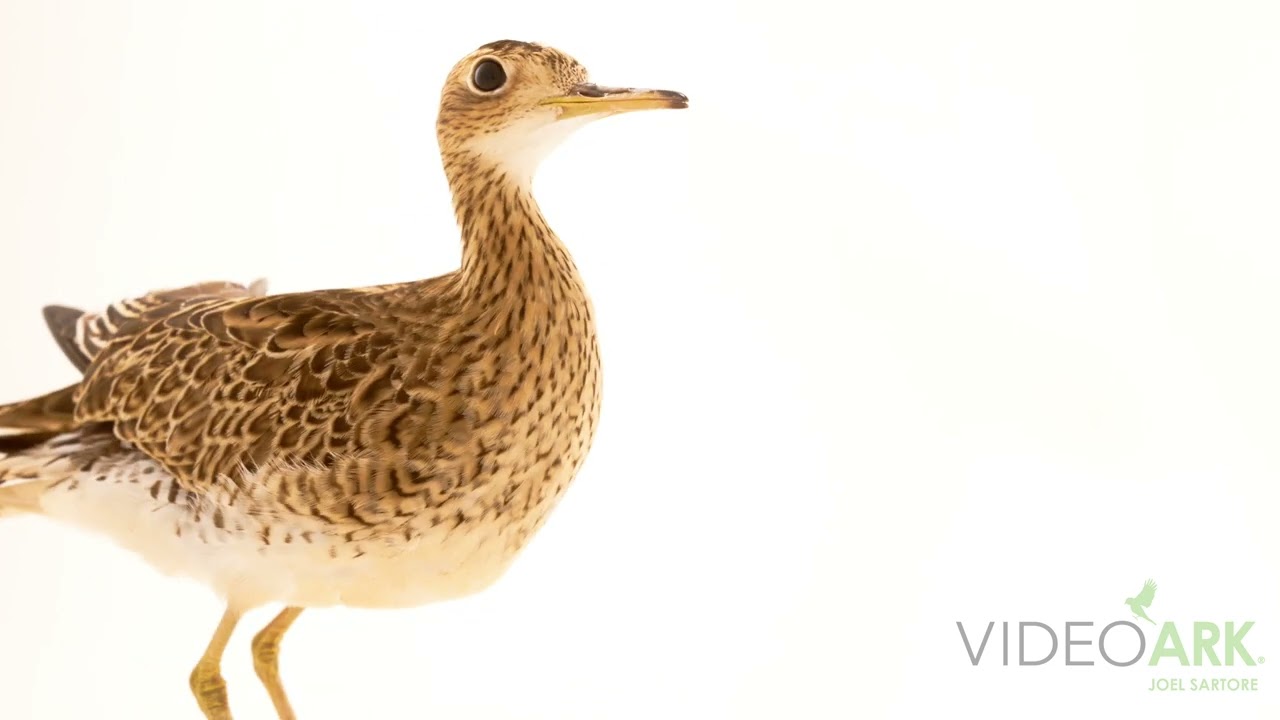 An upland sandpiper (Bartramia longicauda) at Wildcare in Noble, Oklahoma.