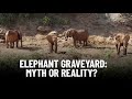 Are elephant graveyards real the truth revealed