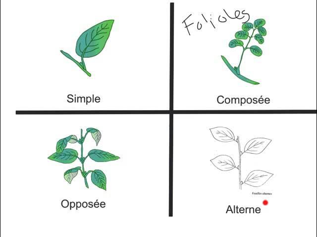 règne végétal > feuille > feuilles simples image - Dictionnaire Visuel