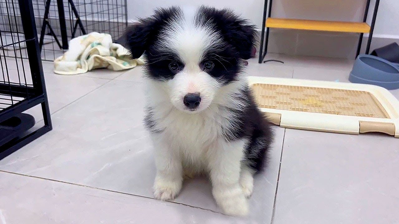 Мужчина нашел брошенного мокрого вонючегощенка возле мусора заботливо обеспечил ему новую жизнь дома