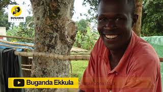 Ebyakuno - Engero Namakulu - Buganda Ekkula