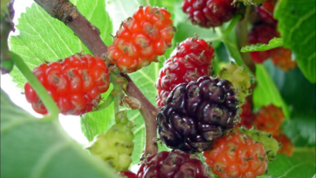 Olmaz denileni köklendirdik