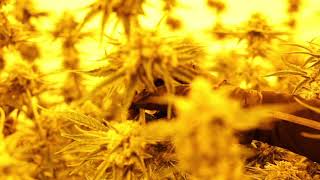 Cultivating Medical Marijuana in Oklahoma in 2020 with Smokey Okies Cannabis