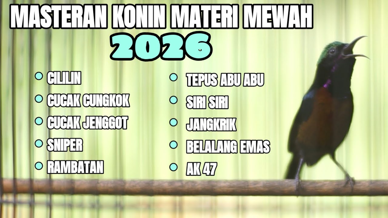 MASTERAN KONIN MATERI TERBARU 2026 FULL TEMBAKAN MEWAH TAJAM NYARING