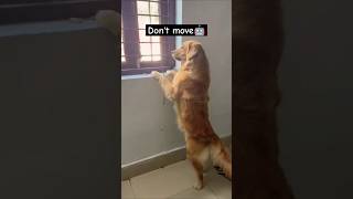 Who Wanna Play Wid Şfet