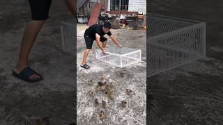 This Tiny Bird Trick Is Super Smart 😳🐦 #shorts #viral #birds #lifehack #ytshorts