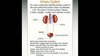urinary system | urinary system diagram | urinary system notes | urinary system of human class 10