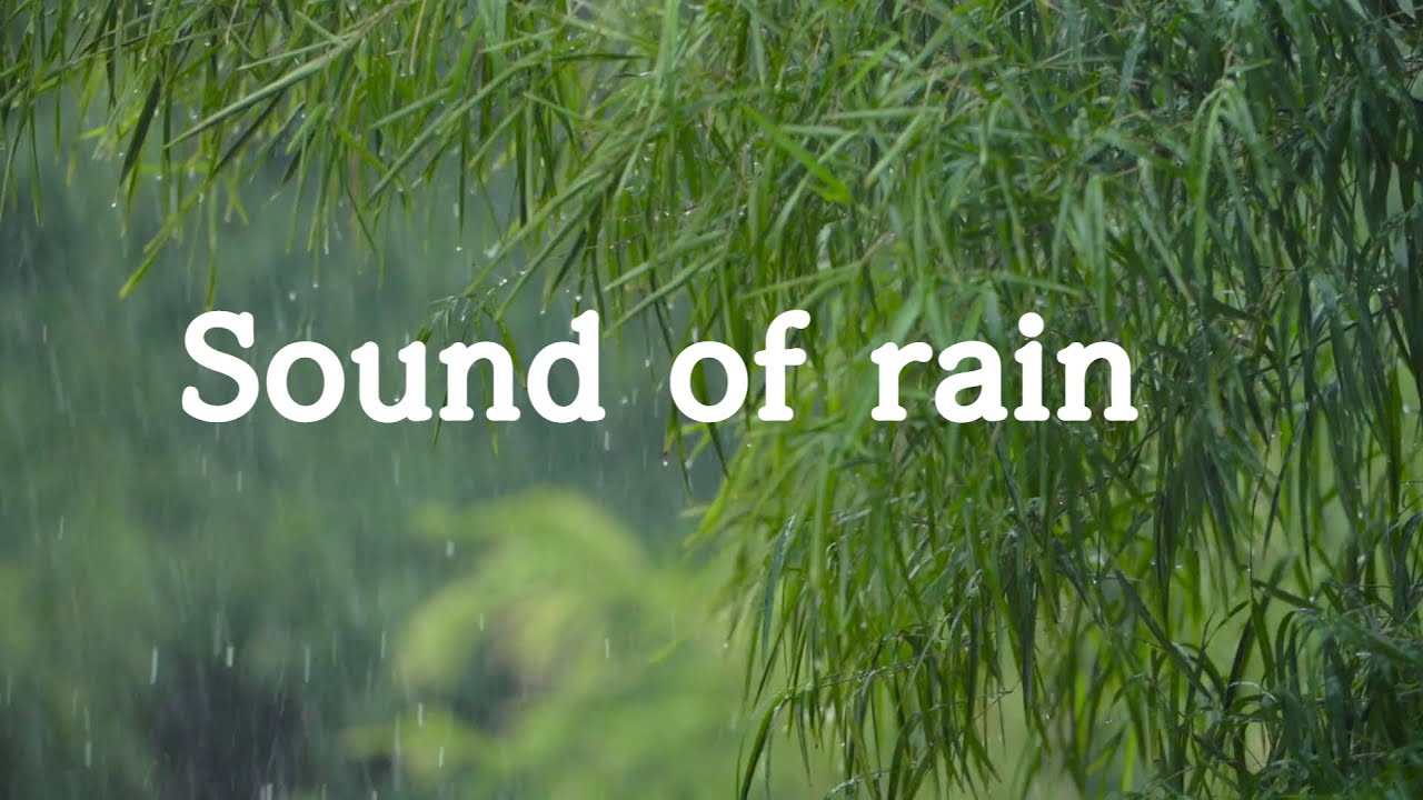 숲속의 빗소리 ( Sound of Rain ), 불면증에 좋은 최고의 빗소리 YouTube
