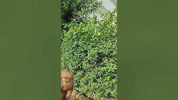 APICAL DOMINANCE  IN PLANTS