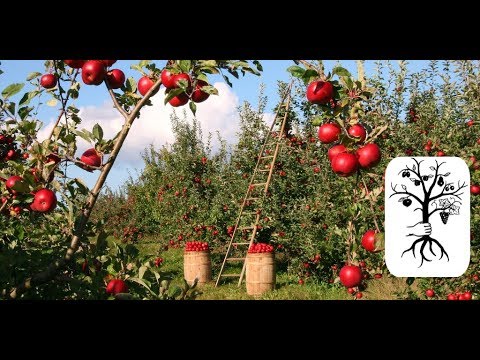 Video: So Planen Sie Einen Obstgarten Auf Dem Gelände