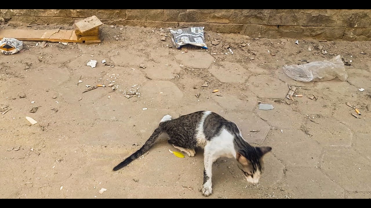 (How did this cat survive after being run over (before and after rescue YouTube