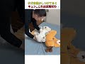 子犬を寝かしつけてるとキュン…これは反則だわ💤 #おすすめ #youtubeshorts #shorts