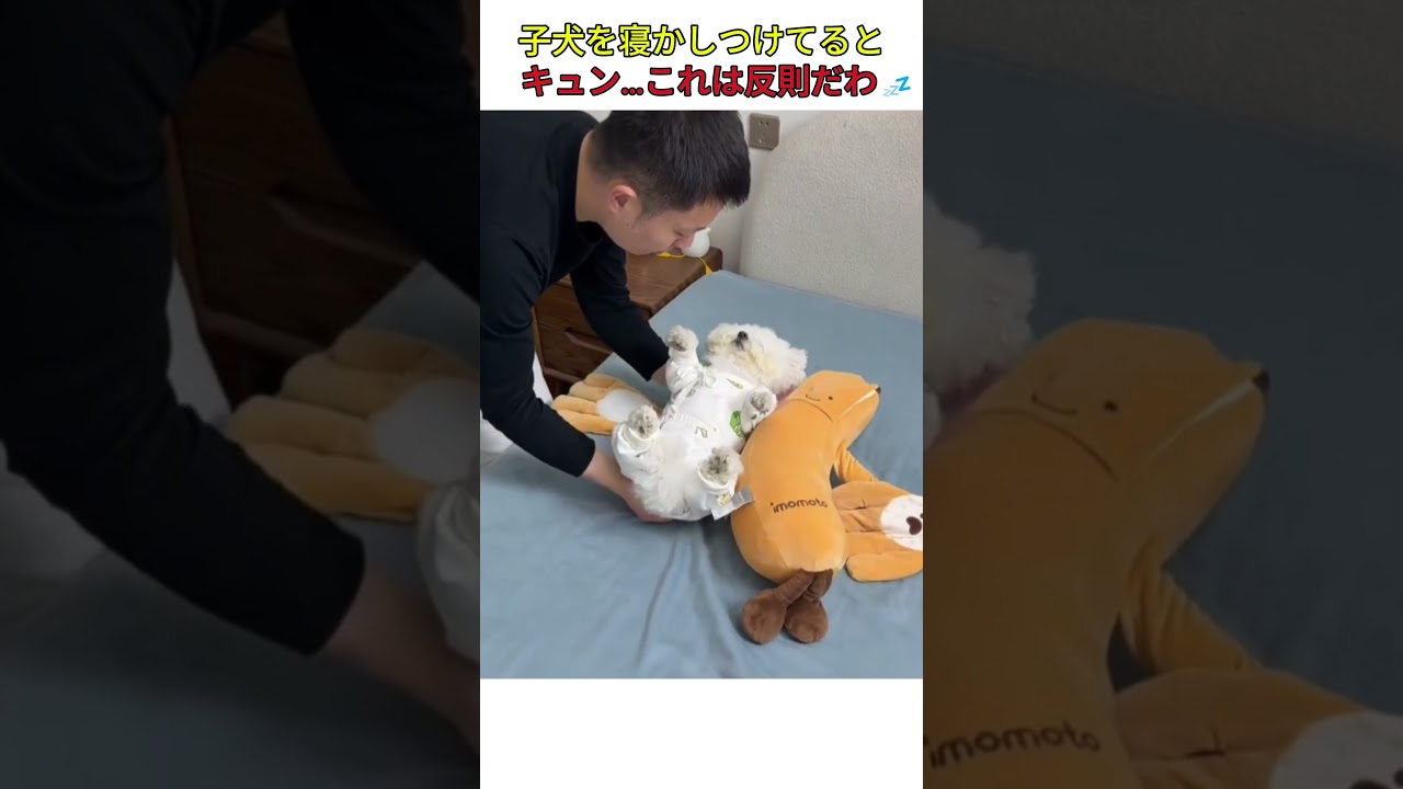 子犬を寝かしつけてるとキュン…これは反則だわ💤 #おすすめ #youtubeshorts #shorts