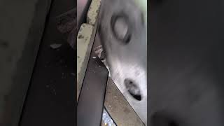 photo frame cutting machine #shorts #trending #viral #photoframe #pictureframe #frame #youtubeshorts