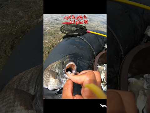 انا غادي نعيد بحوتة هاذ لعام صيد