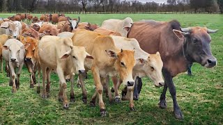 Suara sapi lembu memanggil kawan ramai-ramai untuk pulang ke kandang - suara Lembu Lucu Berkeliaran