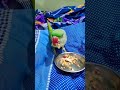 #parrot #talkingparot #greenparrot #talkingparrot #birds #mitthu #parrottalking #cuteparrot