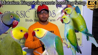 Unique and Rare Mutation Ringneck Breeding Setup 2025 Karachi | Blue-and-Yellow Macaw Red-and-green