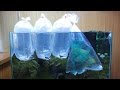 #23.石組レイアウト 水槽立ち上げ part4 茶ゴケ対策　生体投入編(Aquascaping　Iwagumi set up)