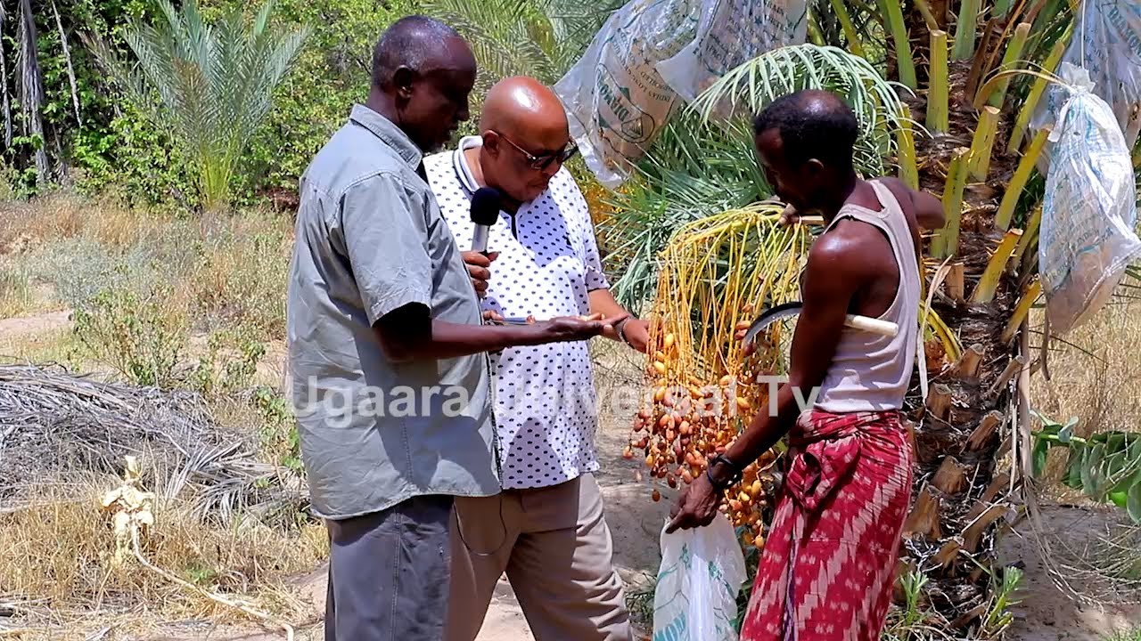 Hereri - Qurbajoogta iyo Beeraha Qaybtii 4AAD