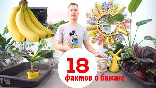 18 фактов о банане и пересадка домашнего банана.
