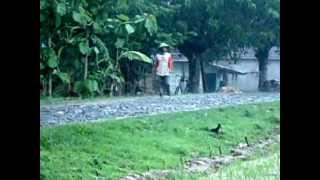 MOV01415.AVI