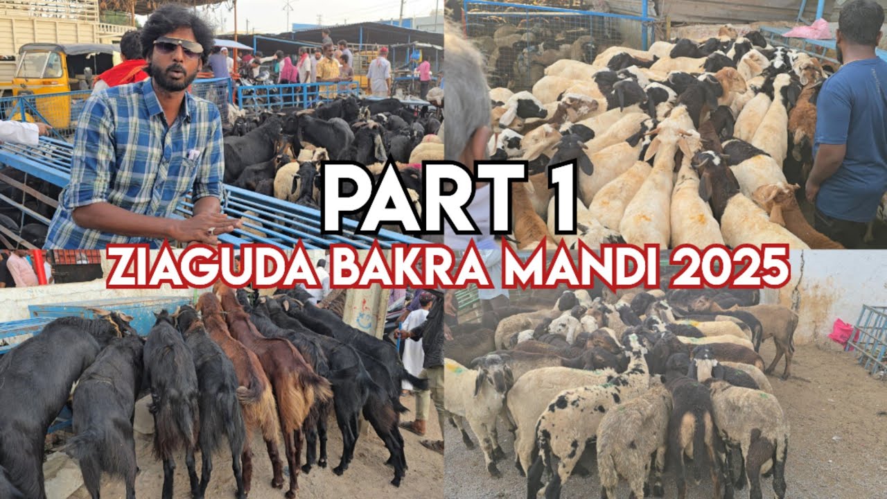 Ziaguda bakra mandi 2025 live | India's Largest Goat Market in Hyderabad Telangana