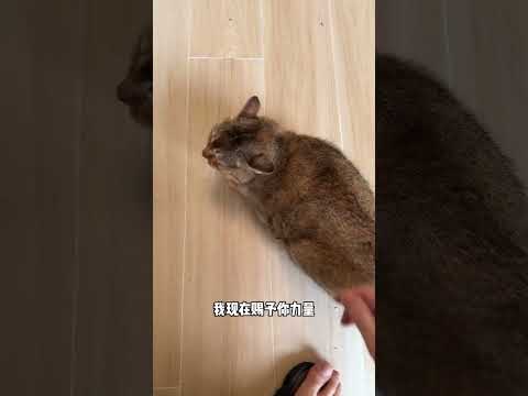 【眉姐姐的日常】眉姐姐真的很爱国呀~（PS：狗子经常惹猫挨揍已经习惯了）