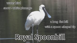 Royal Spoonbill，It’s Beak Like Spoon，When Foraging，Swing Their Beak From Side To Side To Detect Prey