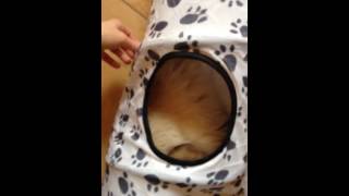 Tunel pro kočky Paw | zoohit (Cat tunnel testing!)