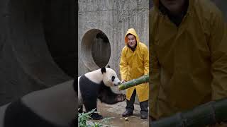 panda love 😘 #panda #pandalove #farming