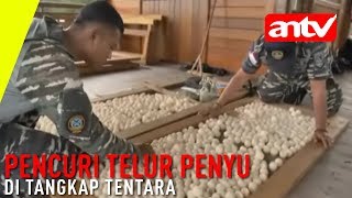 [ANTV] Pencuri  Telur Penyu Ditangkap