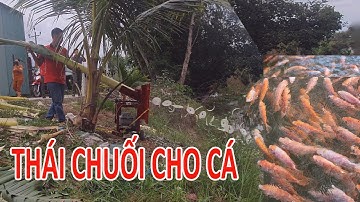 Máy thái chuối cho cá, thái chuối cho bò, thái chuối cho dê bằng máy thái đa năng takyo tk 1800