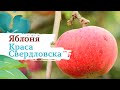 Яблоня Краса Свердловска