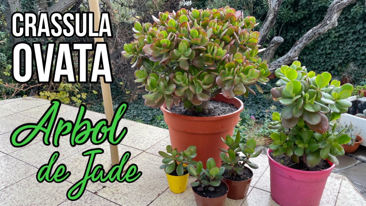 CRASSULA OVATA | Arbol de Jade 🌳