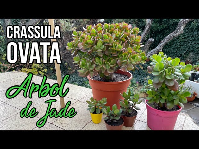 Crassula ovata, l'arbre de jade - Hortus Focus I mag