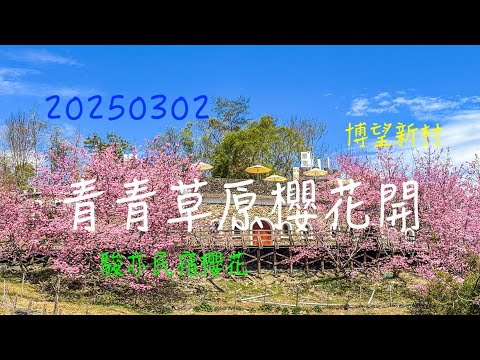 20250302跟“萬ㄟ”一起eye台灣～旅遊。車露。生活～青青草原櫻花開 駿亦民宿櫻花滇緬博望新村請打開CC字幕 4K