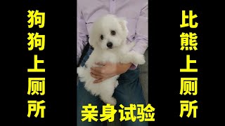 亲身试验, 训练狗狗上厕所, 训练比熊犬上厕所, 狗狗如何学会定点上厕所