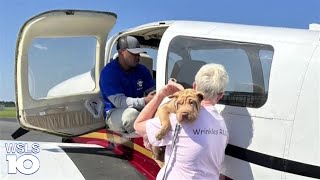 Puppy Bowl player rescued in Franklin County
