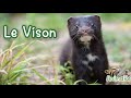 Le Vison Un Animal D élevage En Proie Au Covid Le Vison Un Animal D élevage En Proie Au Covid