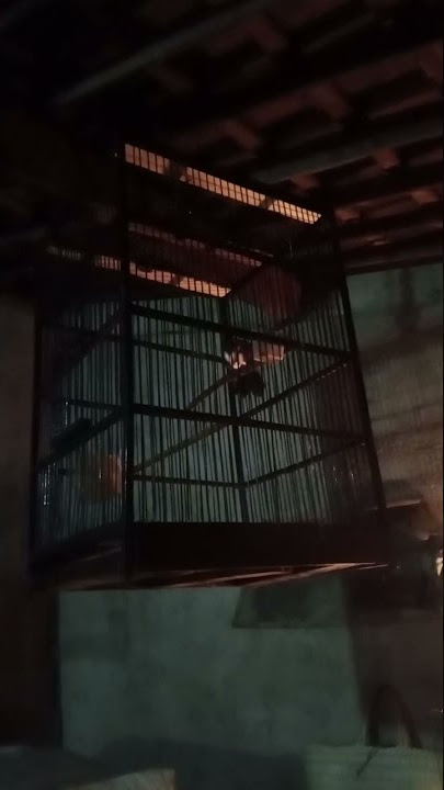 burung cucak kopi/kopi kopi betina birahi memanggil jantan