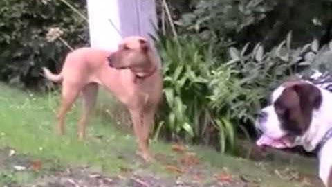 Calming Signals for Dogs - Video 4