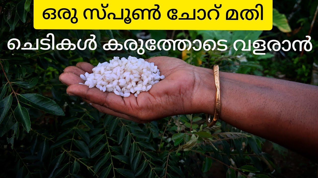 ഒരു പിടി ചോറ് ഉണ്ടെങ്കിൽ ചെടികൾ തഴച്ച് വളരും|Rice beer fertilizer |