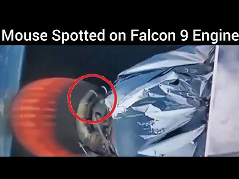 Mouse Spotted on SpaceX rocket || Falcon 9 Rocket Launch