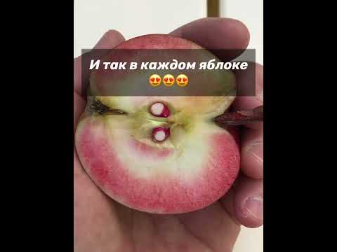 Бельфлер красный -