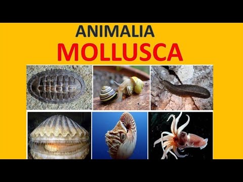 Mollusca | Biologi kelas 10