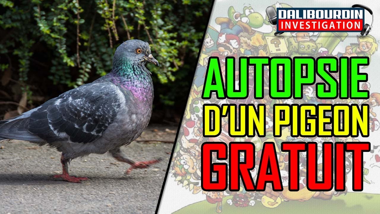 AUTOPSIE D’UN PIGEON GRATUIT 🐦